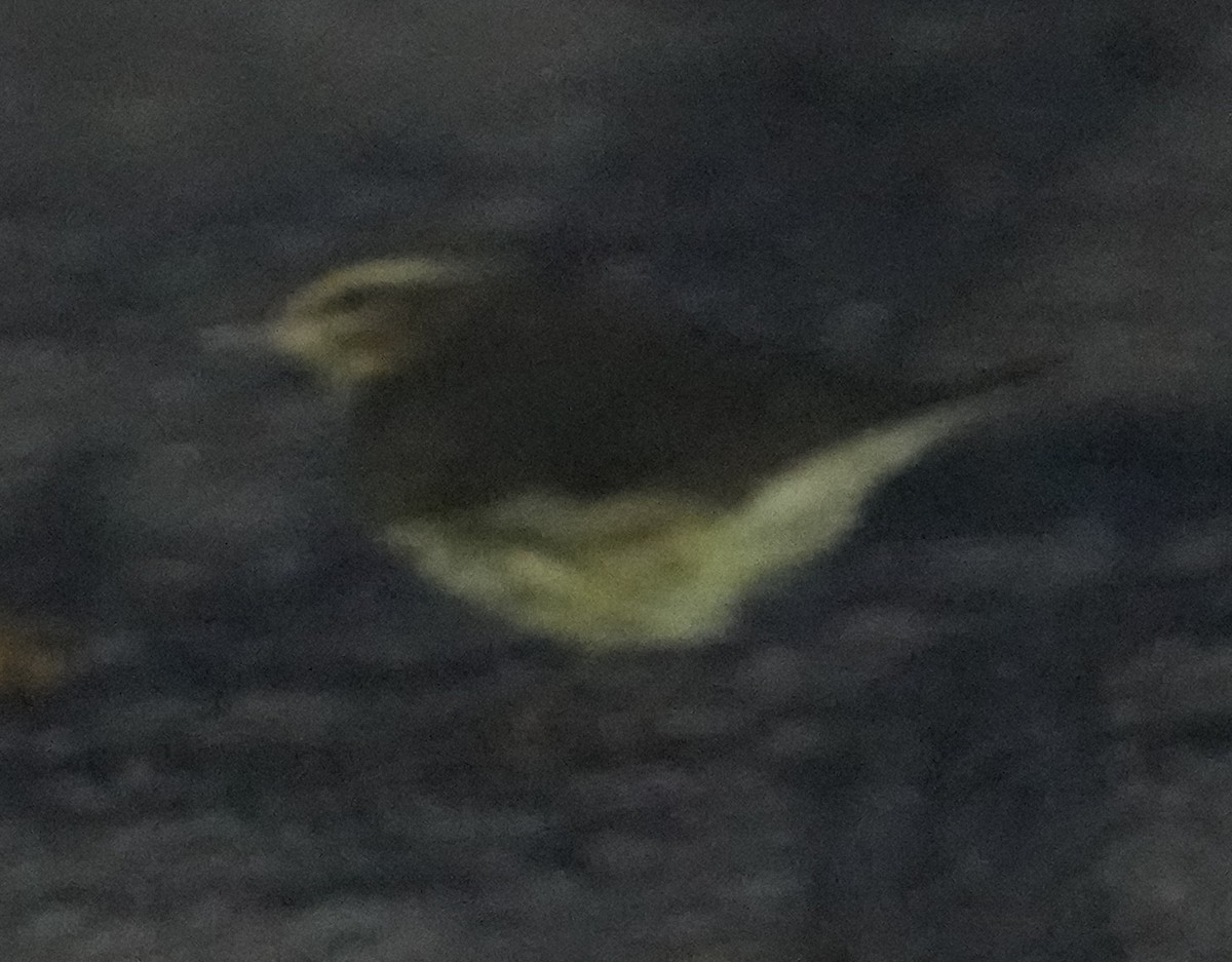 Northern Waterthrush - ML641450499