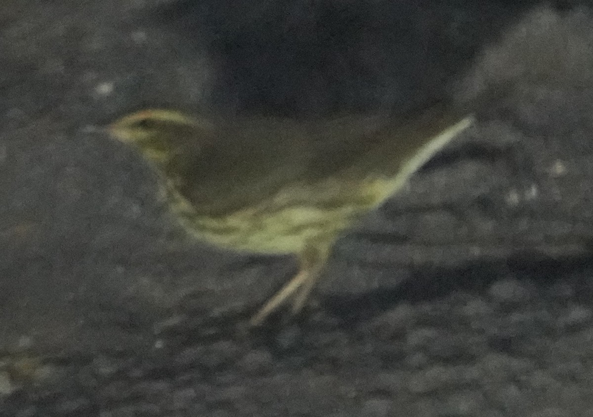 Northern Waterthrush - ML641450500