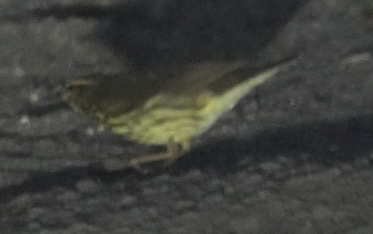 Northern Waterthrush - ML641450501