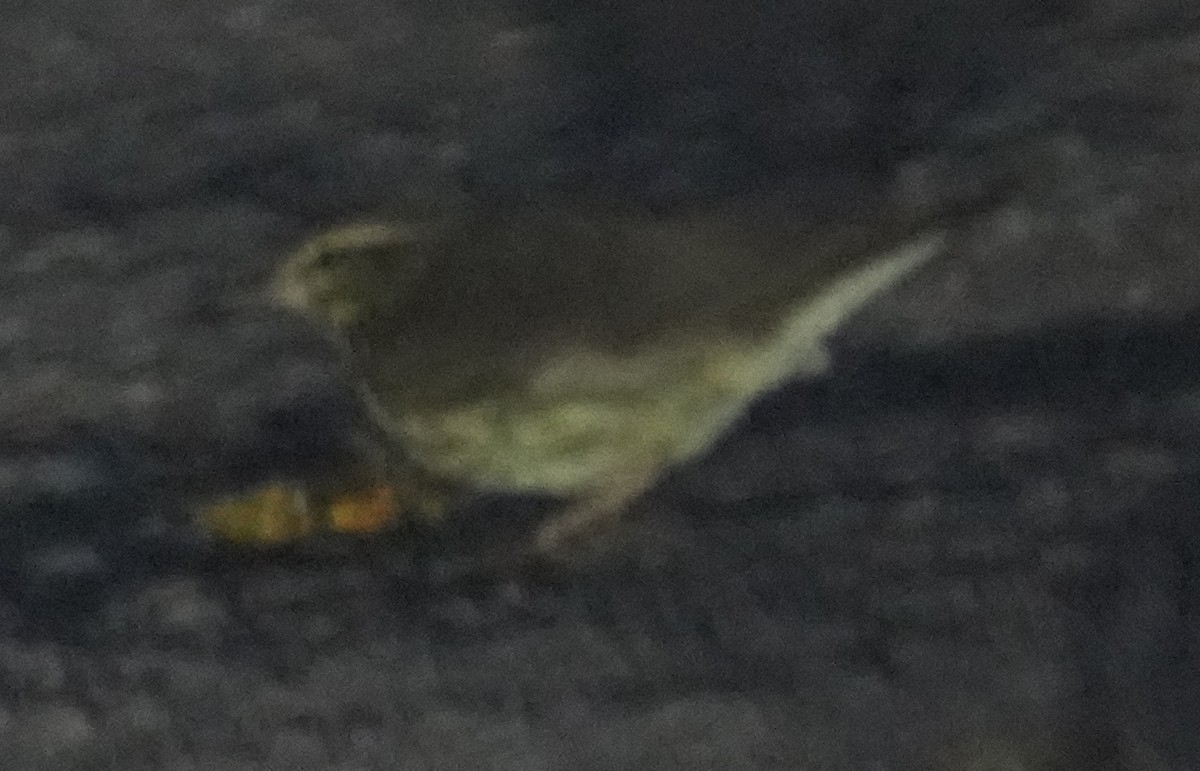 Northern Waterthrush - ML641450502