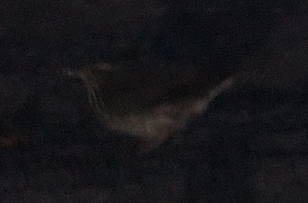 Northern Waterthrush - ML641450503