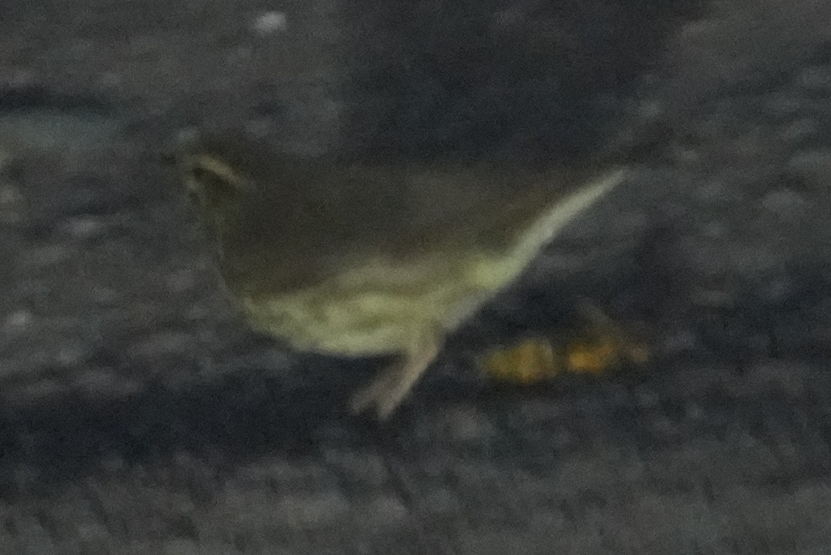 Northern Waterthrush - ML641450504