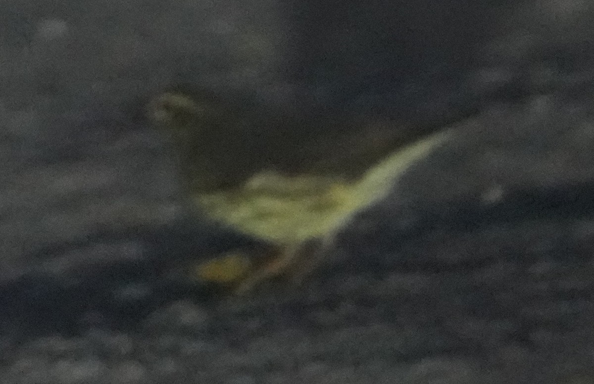 Northern Waterthrush - ML641450505