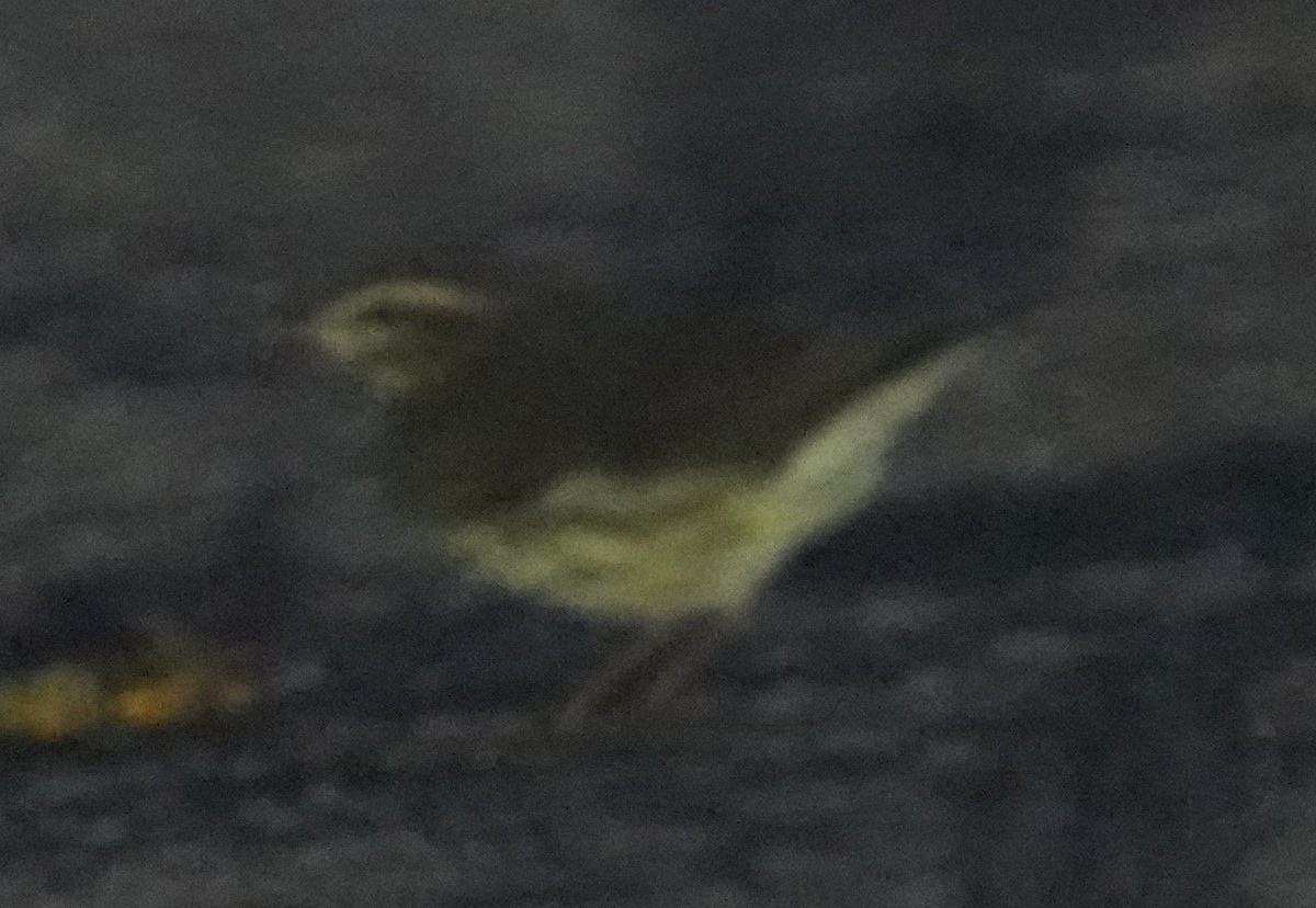 Northern Waterthrush - ML641450506