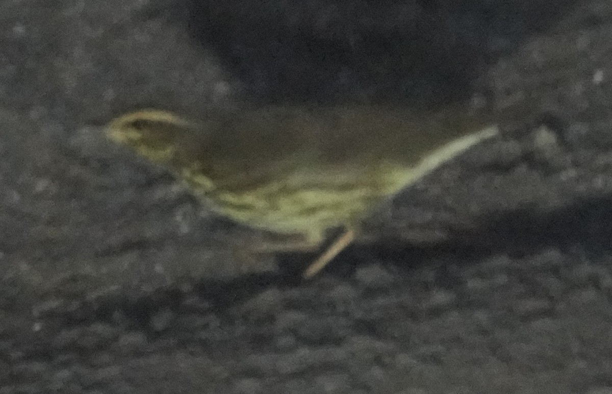 Northern Waterthrush - ML641450507