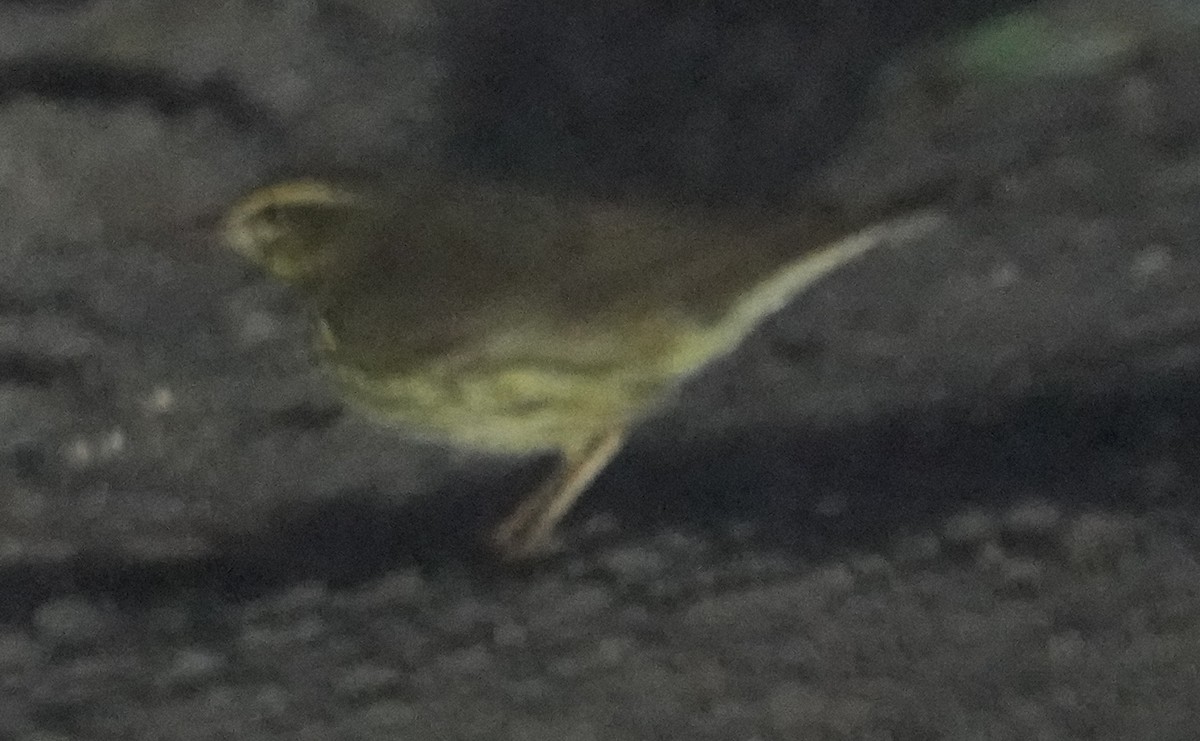 Northern Waterthrush - ML641450508