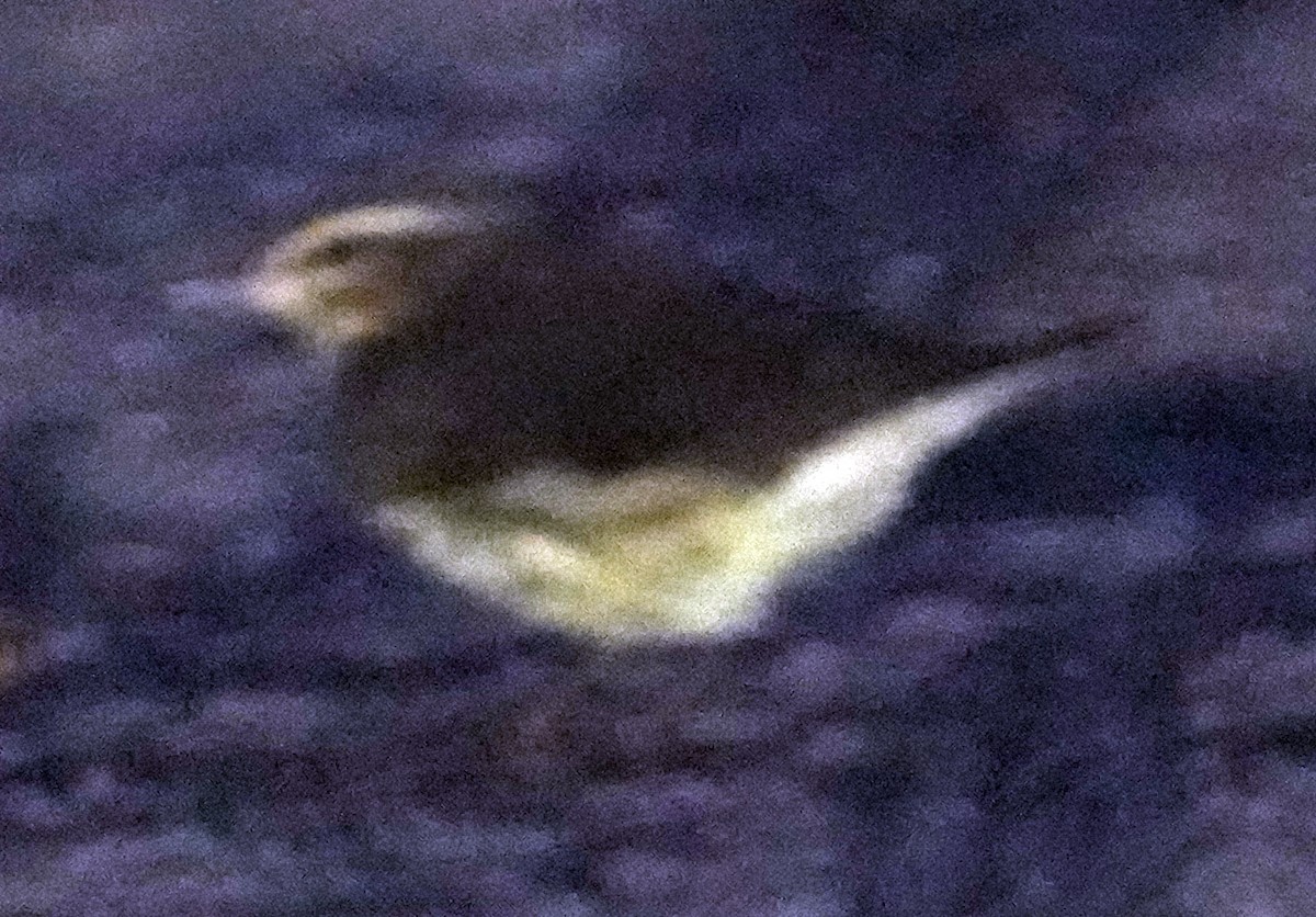 Northern Waterthrush - ML641450509