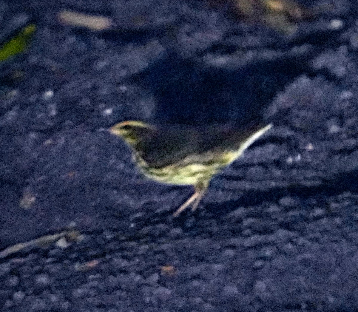 Northern Waterthrush - ML641450510