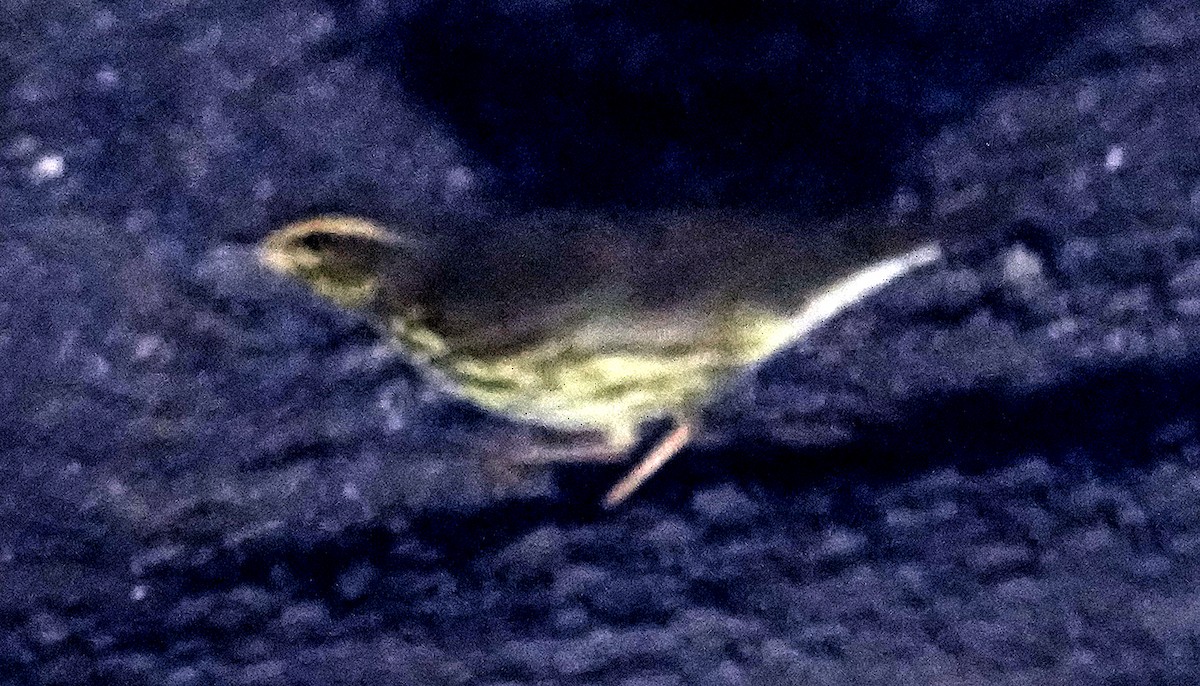 Northern Waterthrush - ML641450511