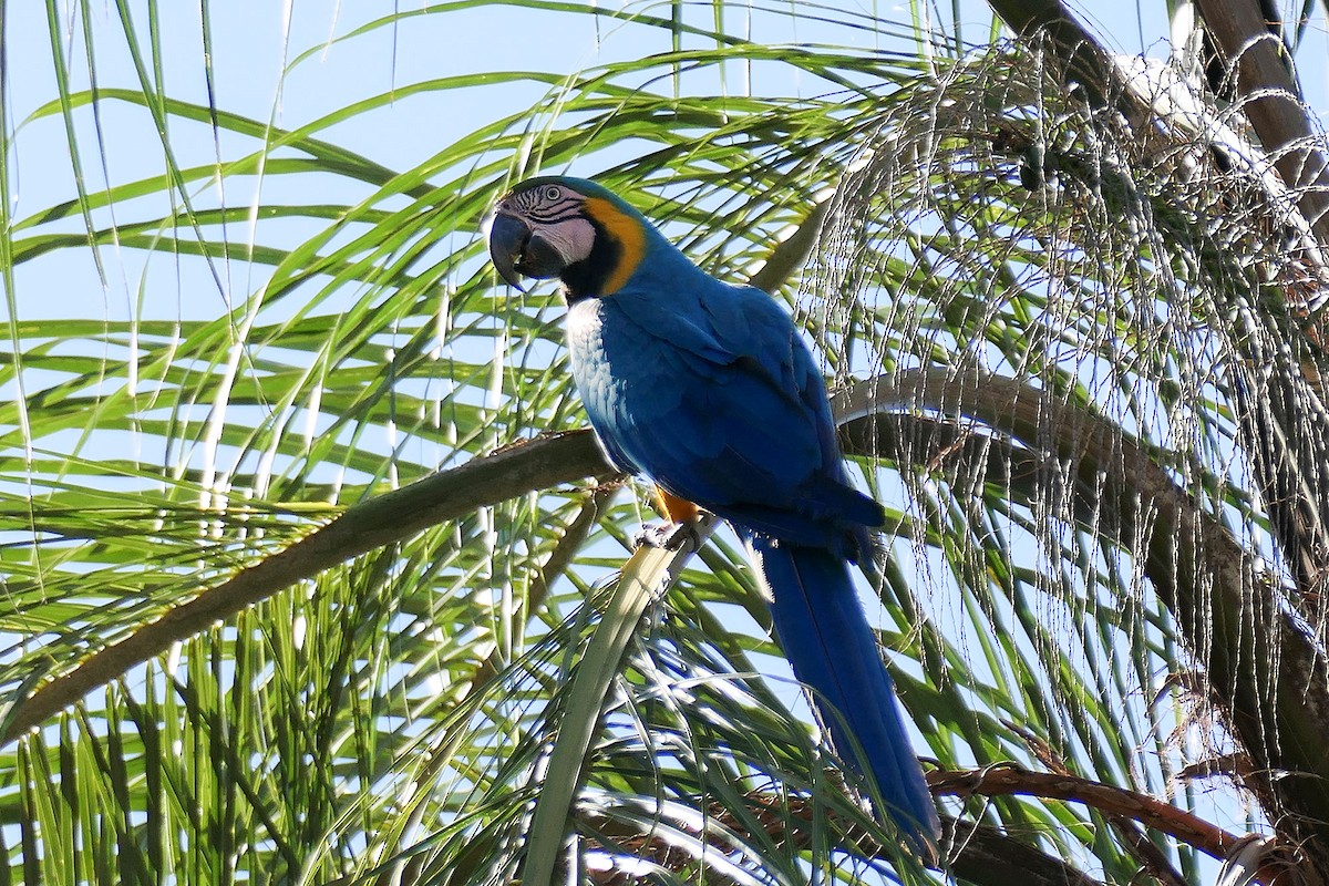 Blue-and-yellow Macaw - ML641450523