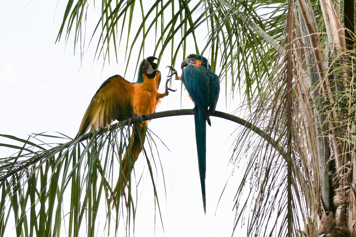 Blue-and-yellow Macaw - ML641450529