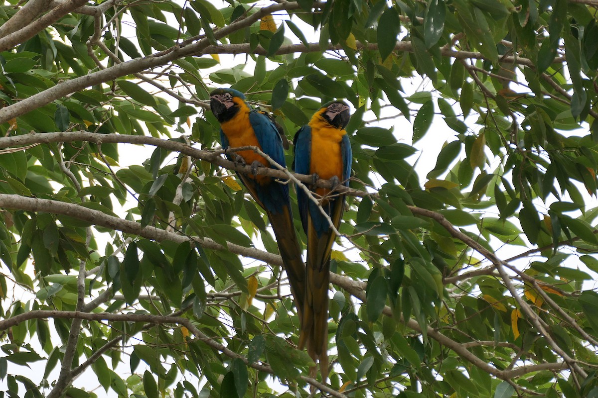 Blue-and-yellow Macaw - ML641450534