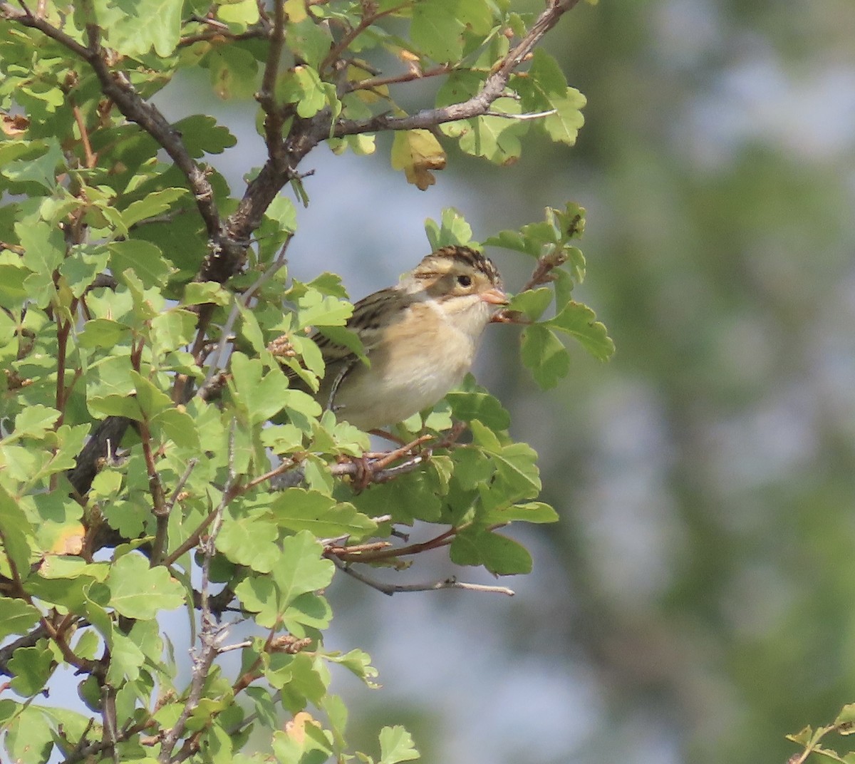 Clay-colored Sparrow - ML641450552