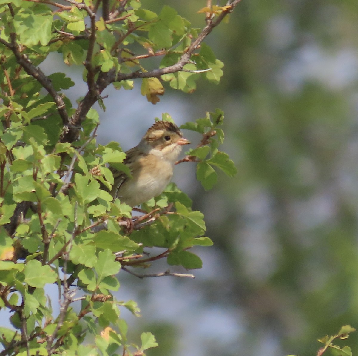Clay-colored Sparrow - ML641450553