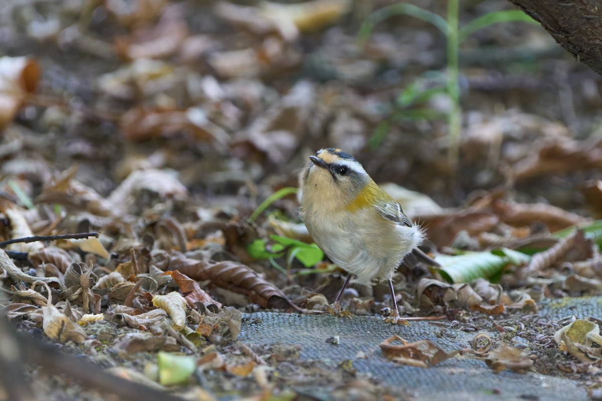 Common Firecrest - ML641450561