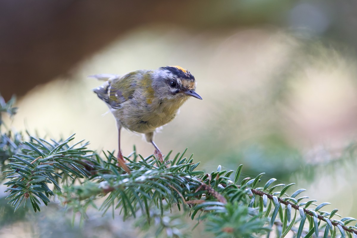 Common Firecrest - ML641450568