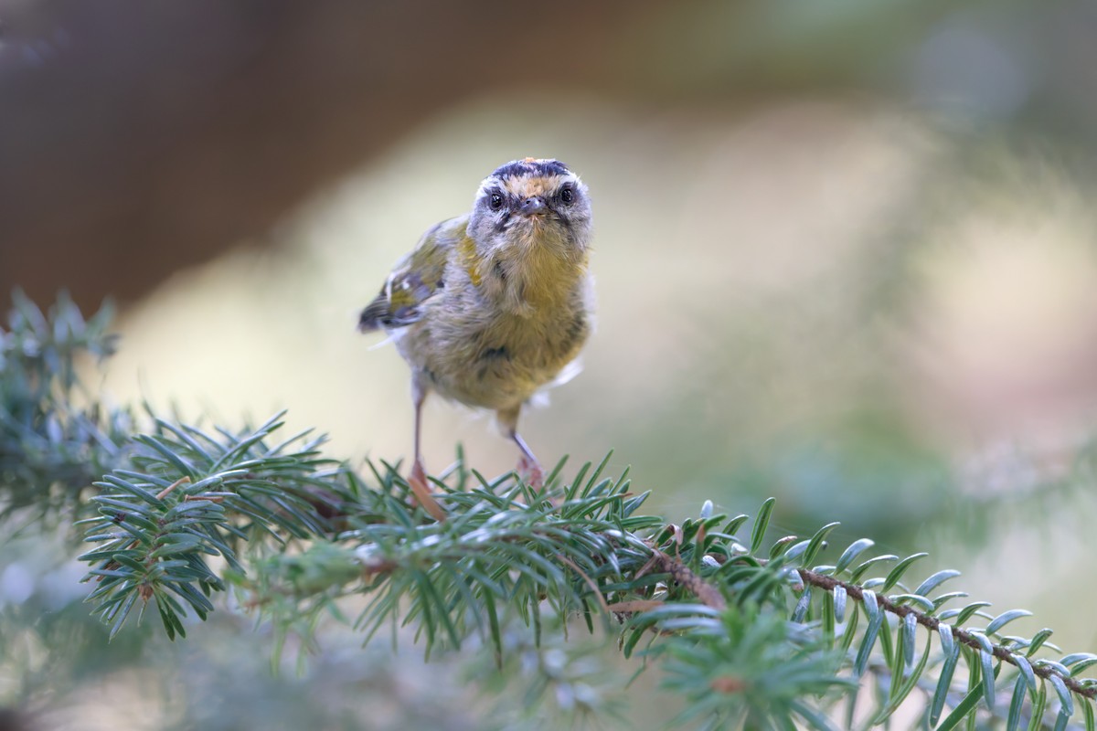 Common Firecrest - ML641450569