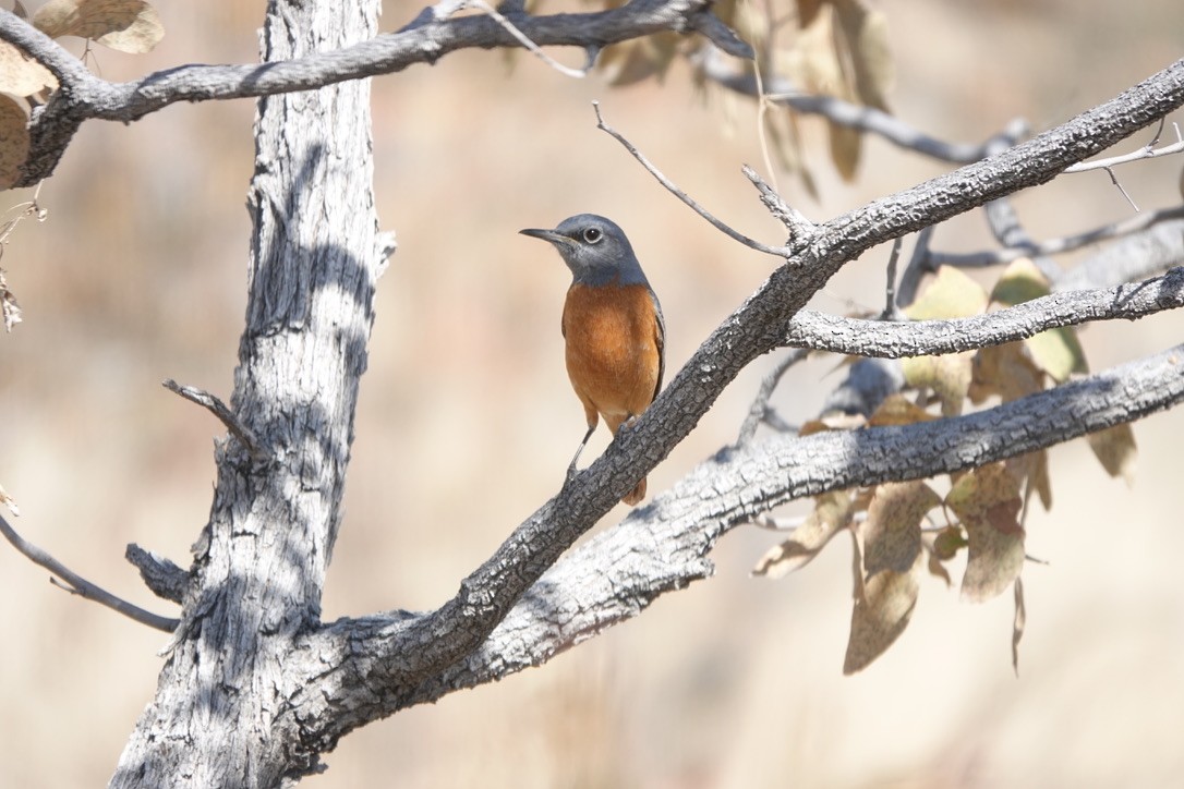 Short-toed Rock-Thrush - ML641450579
