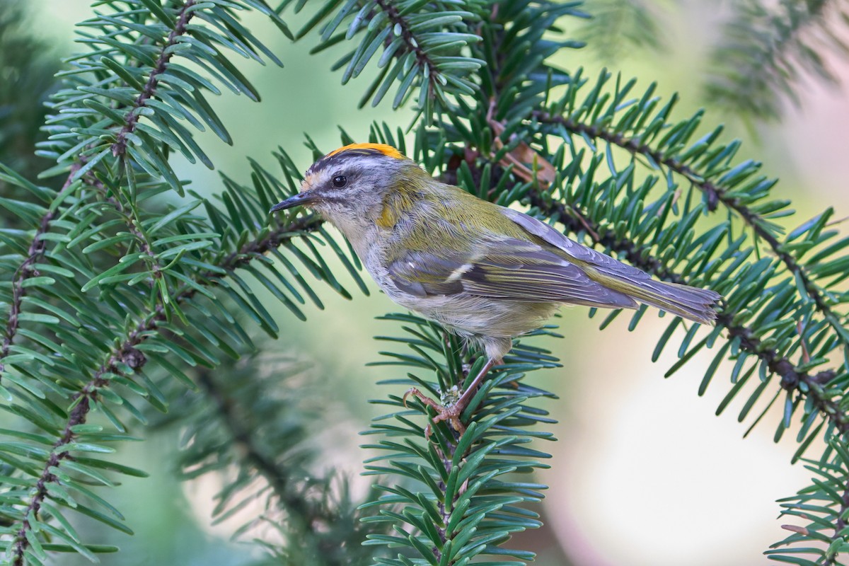 Common Firecrest - ML641450582