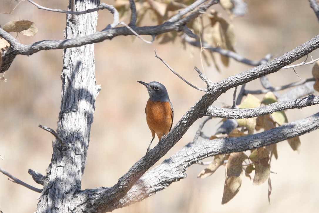 Short-toed Rock-Thrush - ML641450586