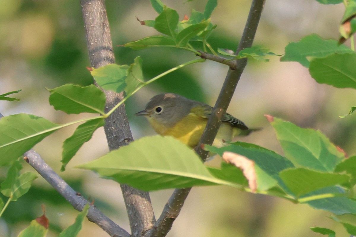 Nashville Warbler - ML641450598