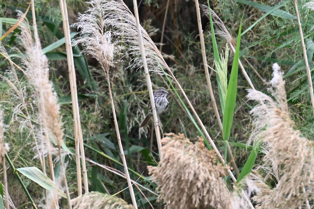 Song Sparrow (montana/merrilli) - ML641450602