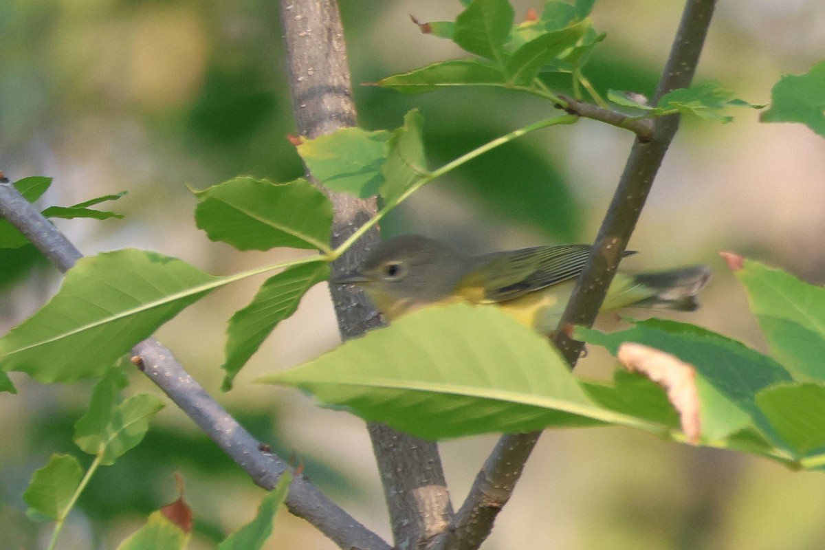 Nashville Warbler - ML641450604