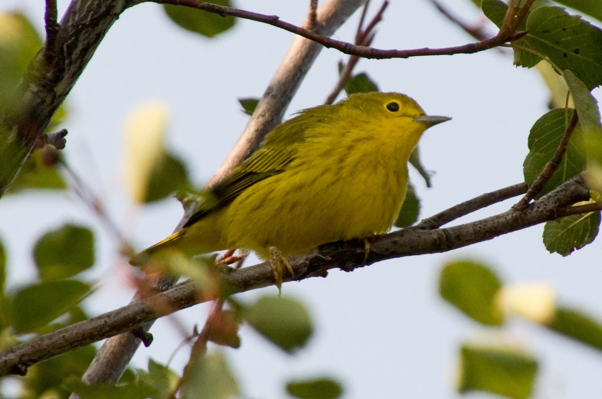 Northern Yellow Warbler - ML641450609