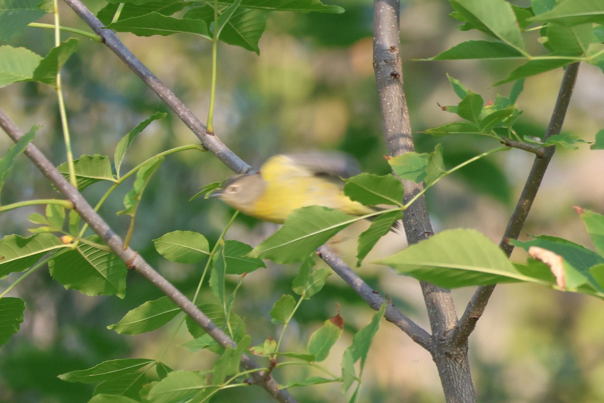 Nashville Warbler - ML641450610