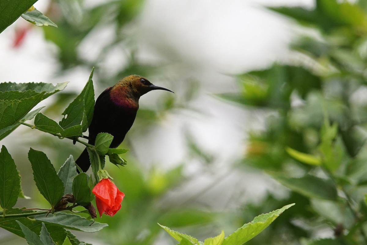 Copper Sunbird - ML641450619