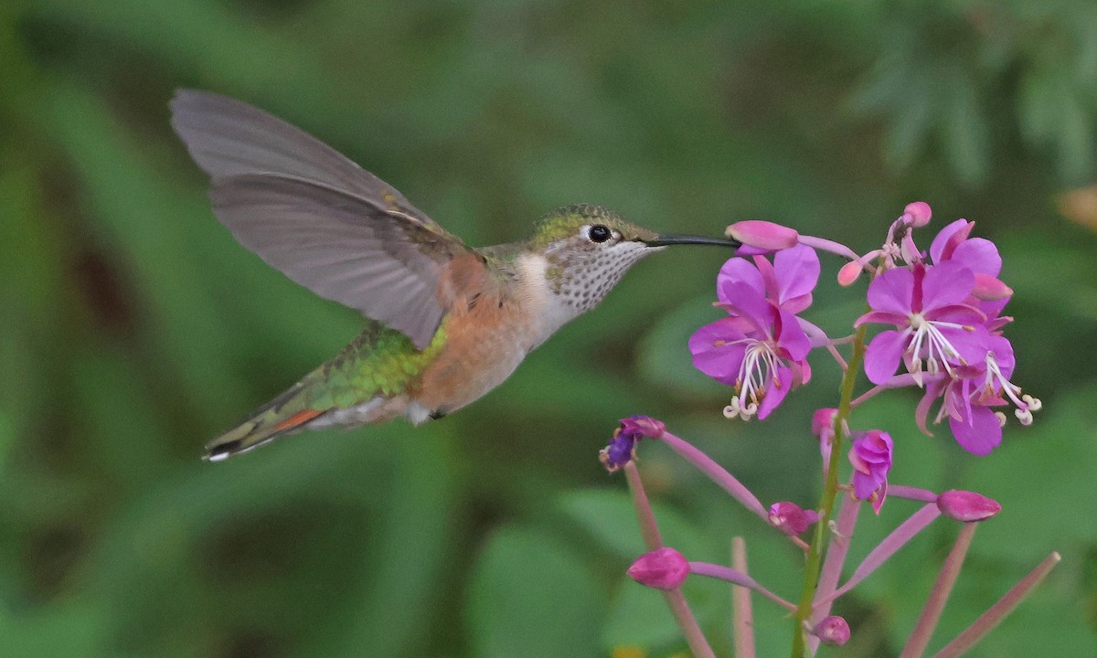 Broad-tailed Hummingbird - ML641450622