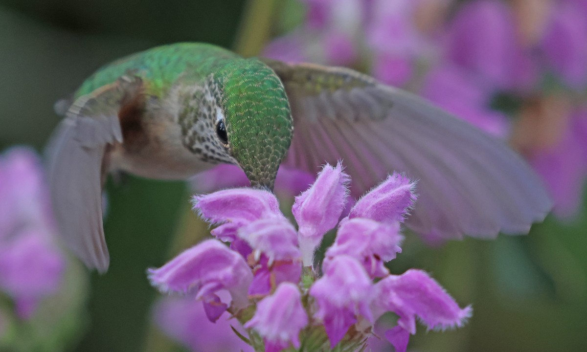 Broad-tailed Hummingbird - ML641450624
