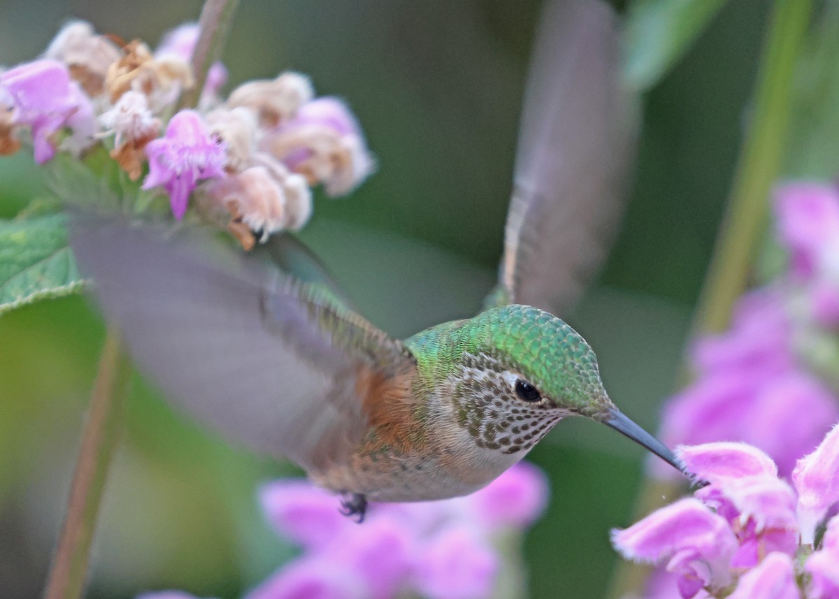 Broad-tailed Hummingbird - ML641450628