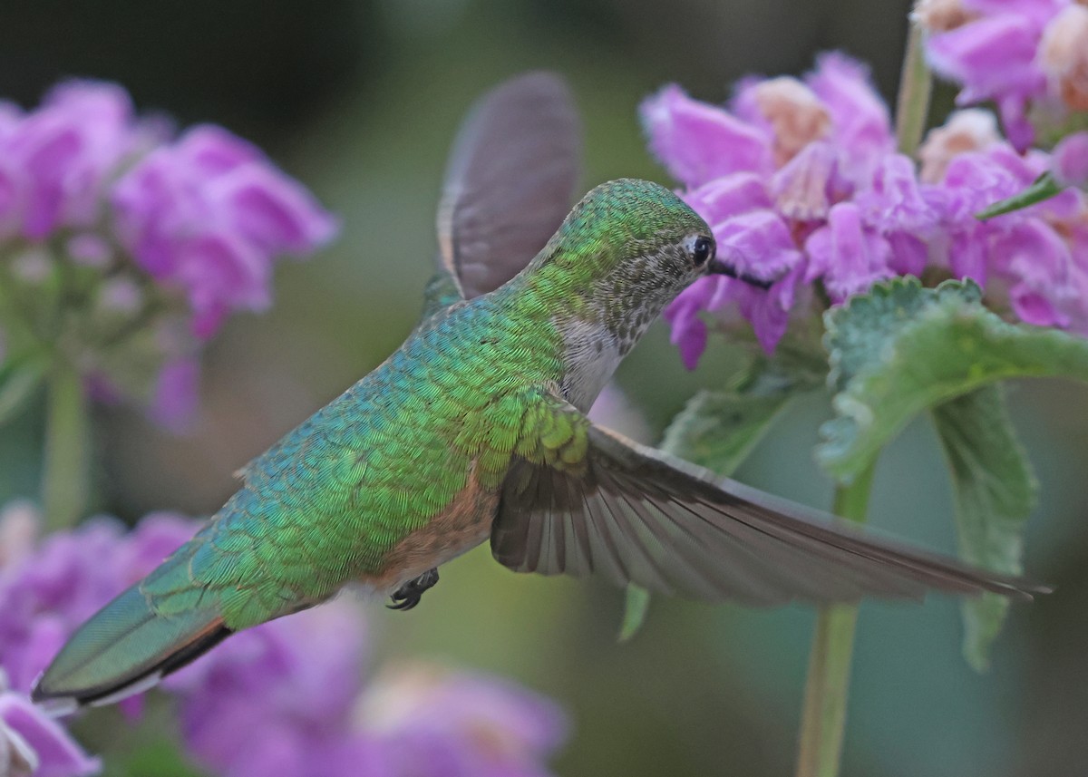 Broad-tailed Hummingbird - ML641450629