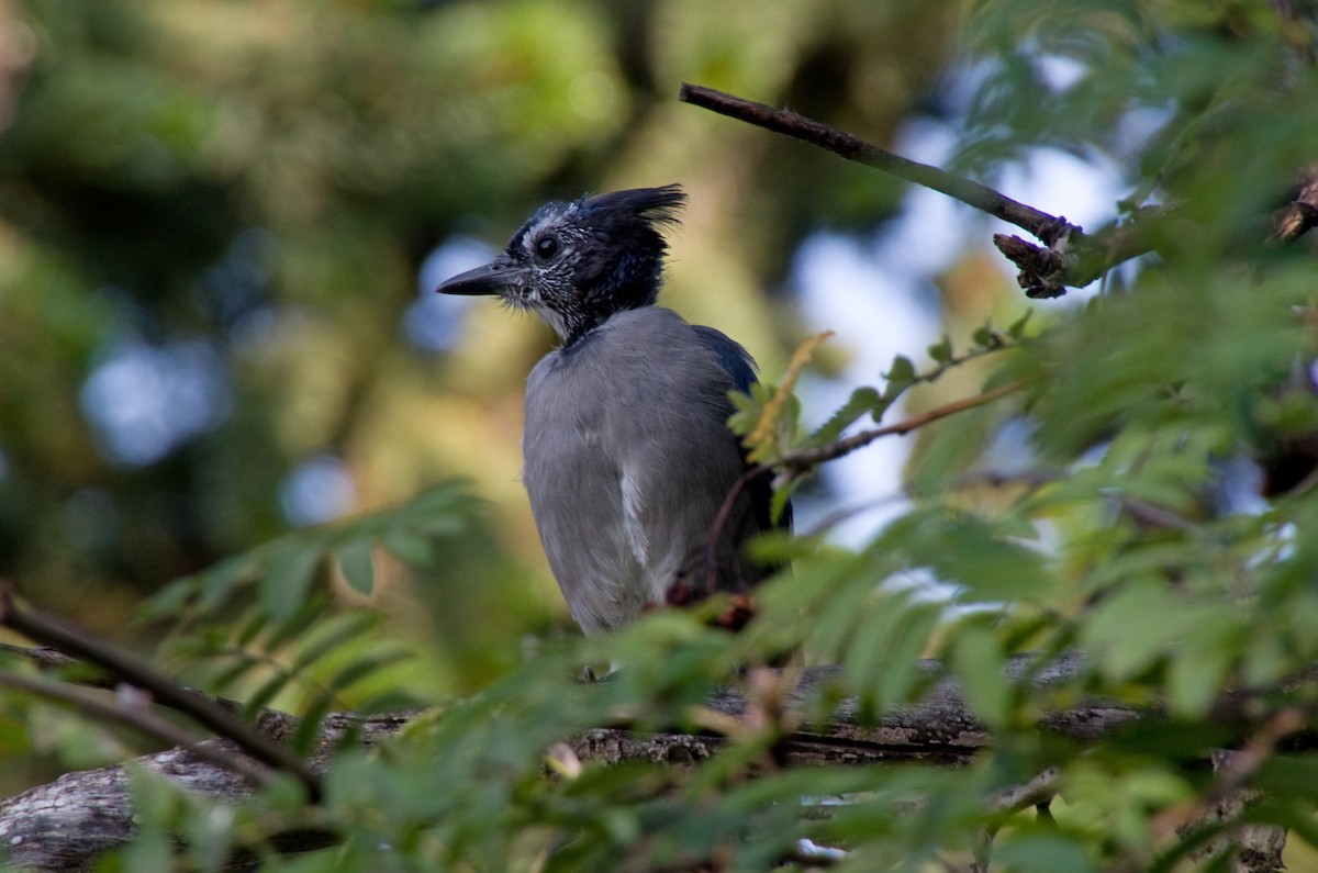 Blue Jay - ML641450645