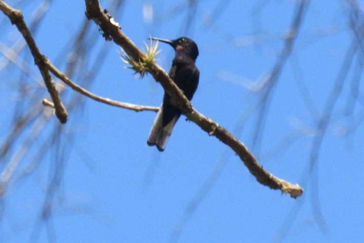 Black Jacobin - ML641450646