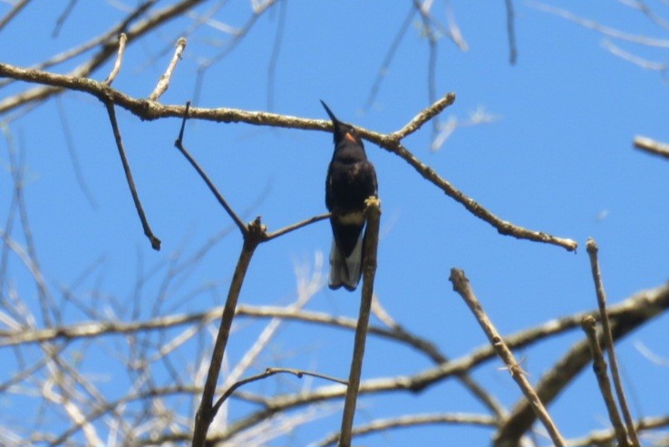 Black Jacobin - ML641450647