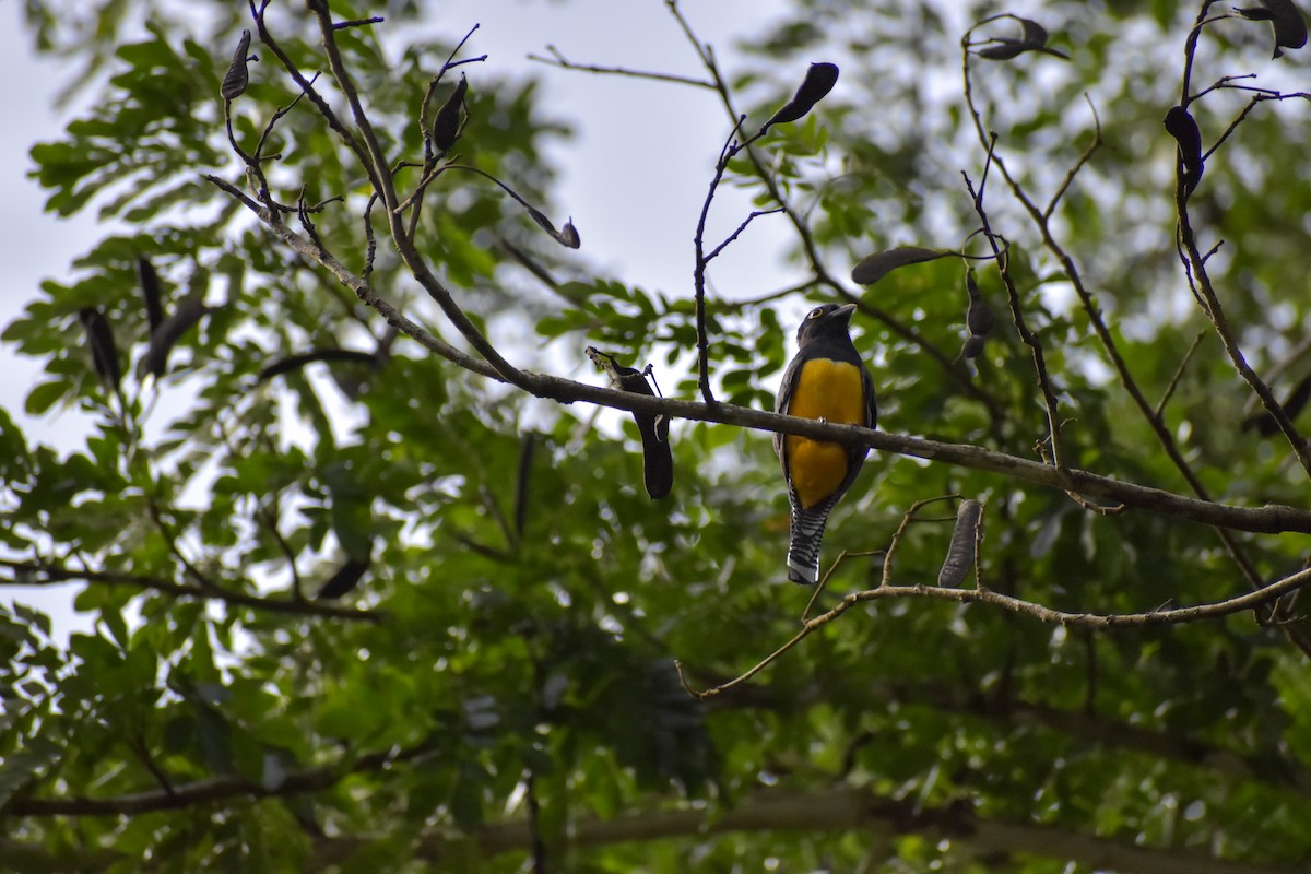 Gartered Trogon - ML641450648