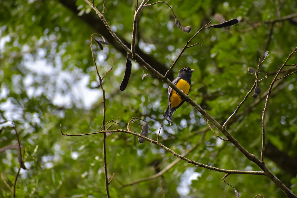 Gartered Trogon - ML641450665