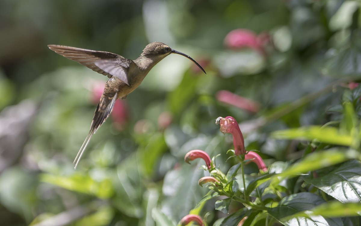 Long-tailed Hermit - ML641450683