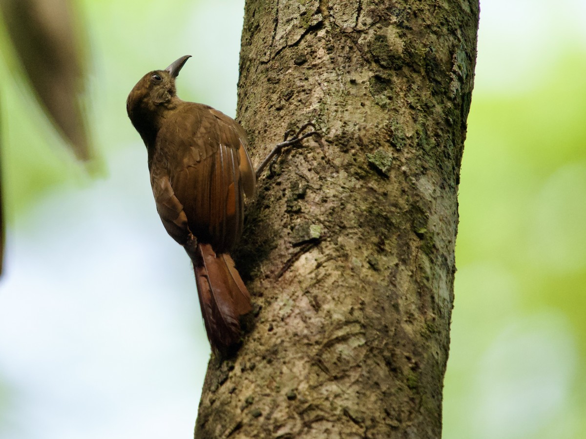 Plain-brown Woodcreeper - ML641450699
