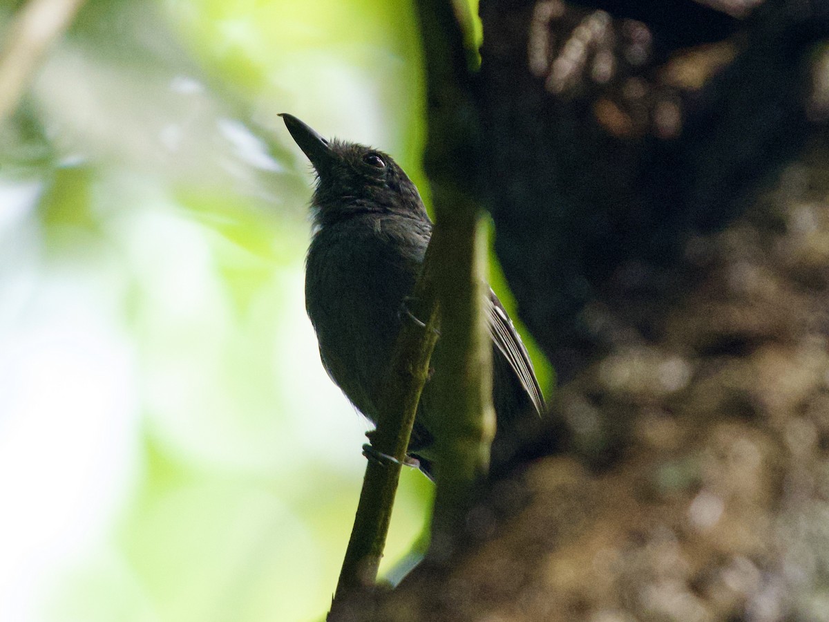 Plain-brown Woodcreeper - ML641450700