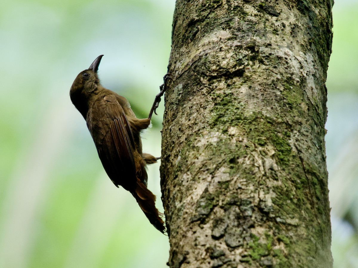 Plain-brown Woodcreeper - ML641450702