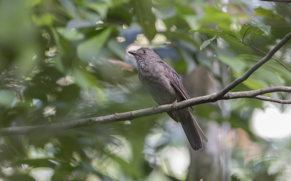Screaming Piha - ML641450704