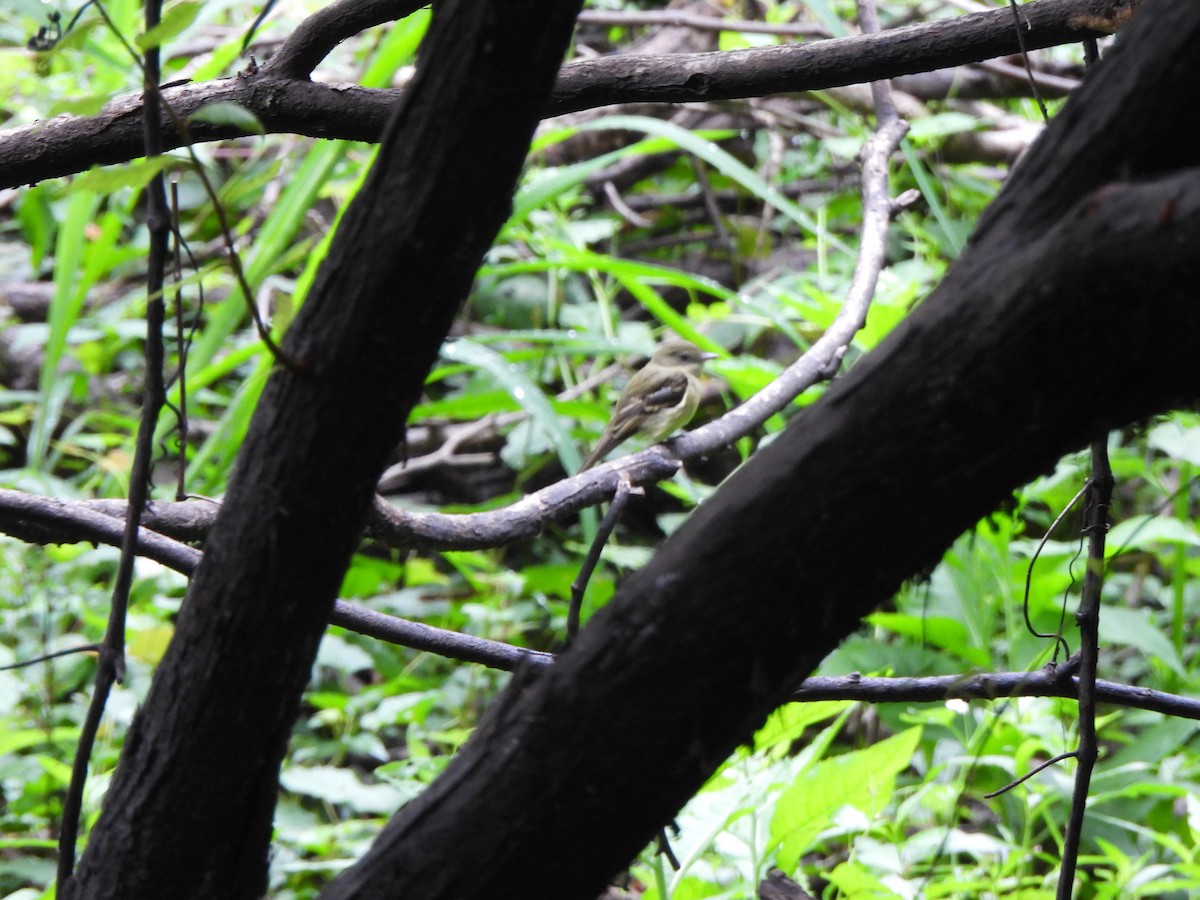 Acadian Flycatcher - ML641450710