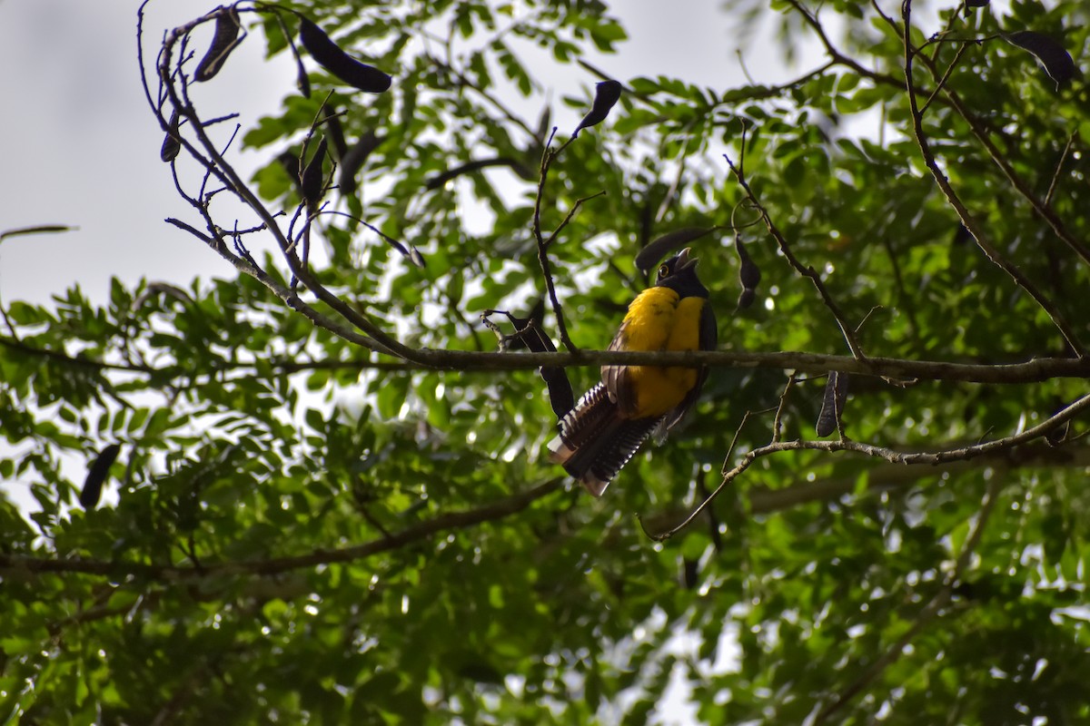 Gartered Trogon - ML641450722