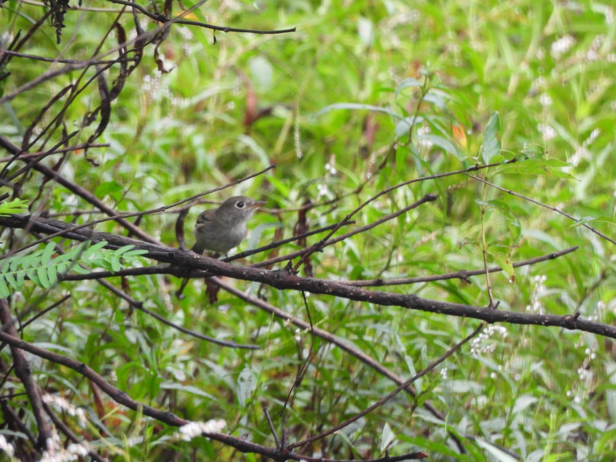 Least Flycatcher - ML641450730