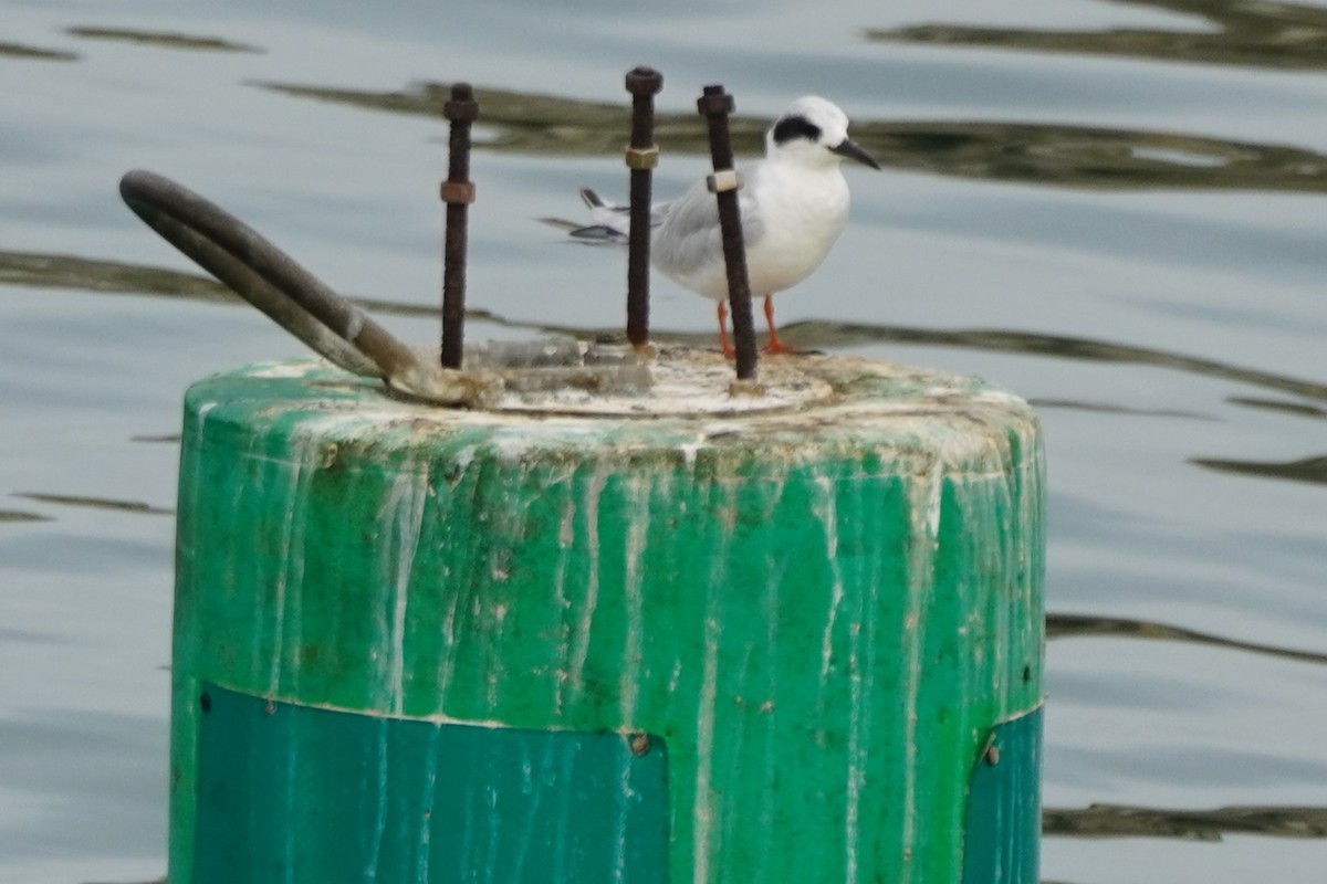 Forster's Tern - ML641450739