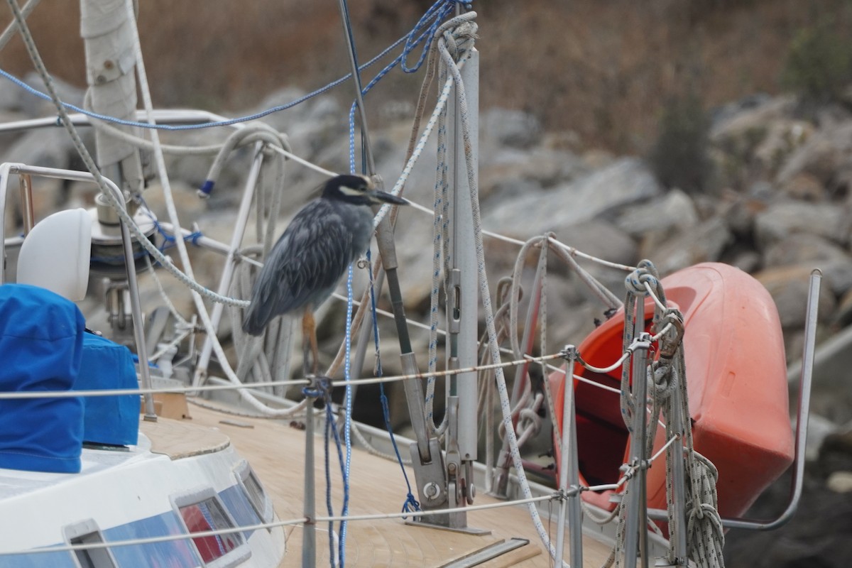 Yellow-crowned Night Heron - ML641450742