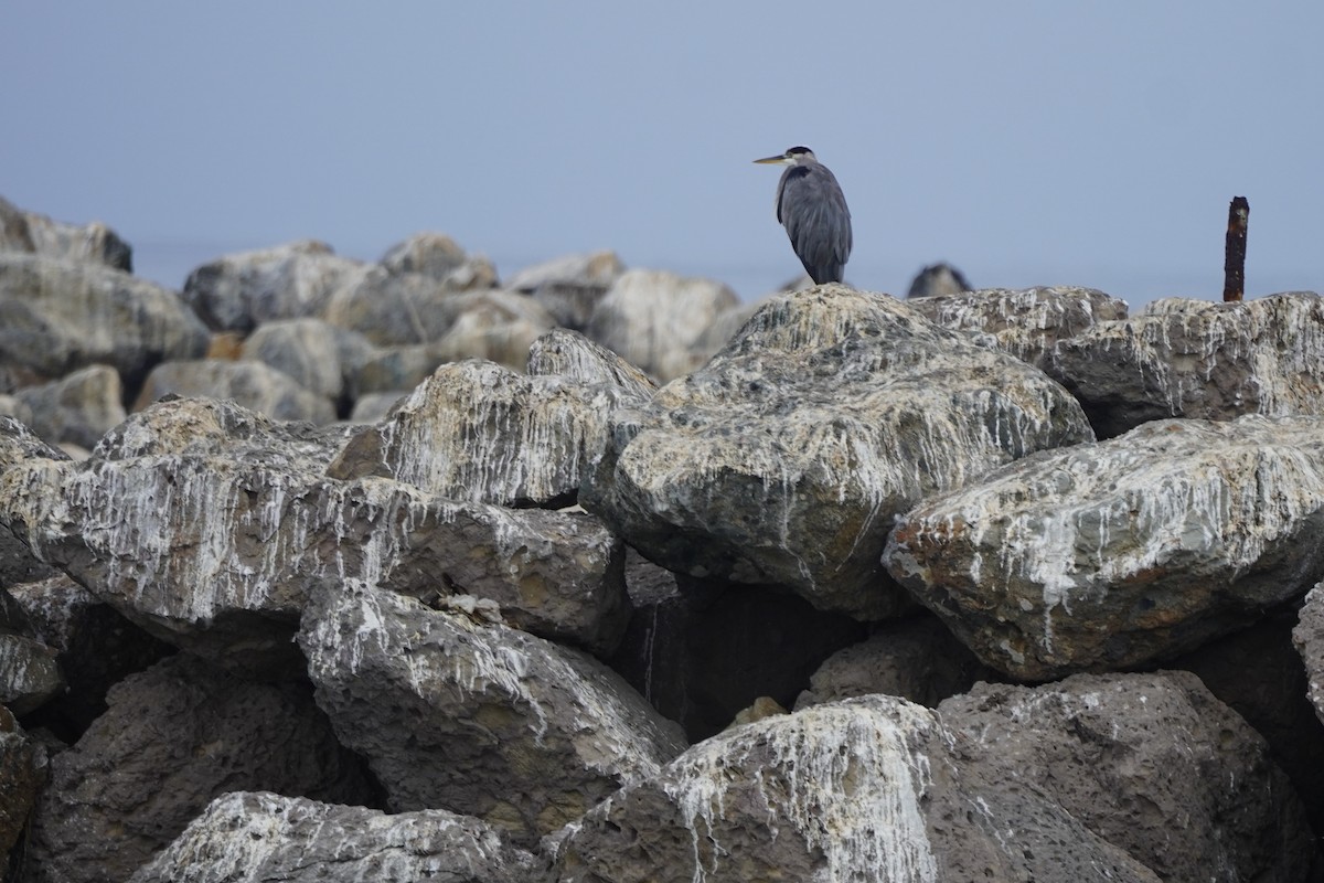 Great Blue Heron - ML641450750